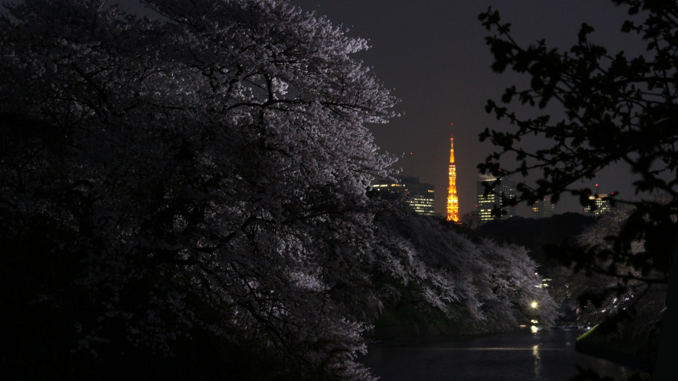 Обои природа, ночь, темнота, дерево, растение в разрешении 1366x768