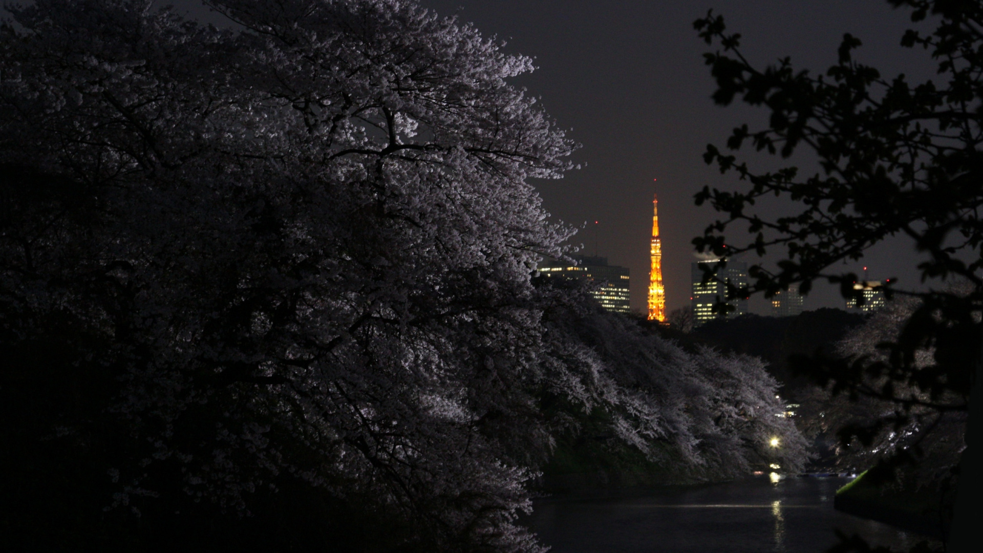 Обои природа, ночь, темнота, дерево, растение в разрешении 1920x1080