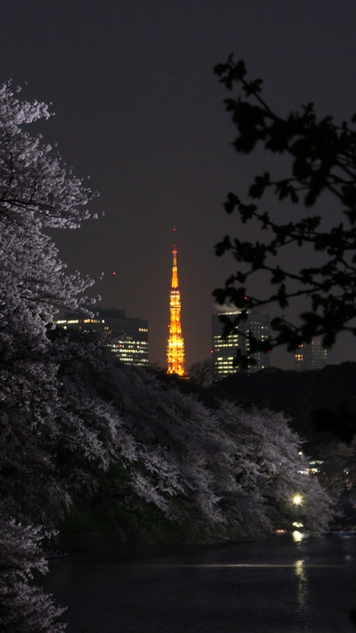 Обои природа, ночь, темнота, дерево, растение в разрешении 720x1280