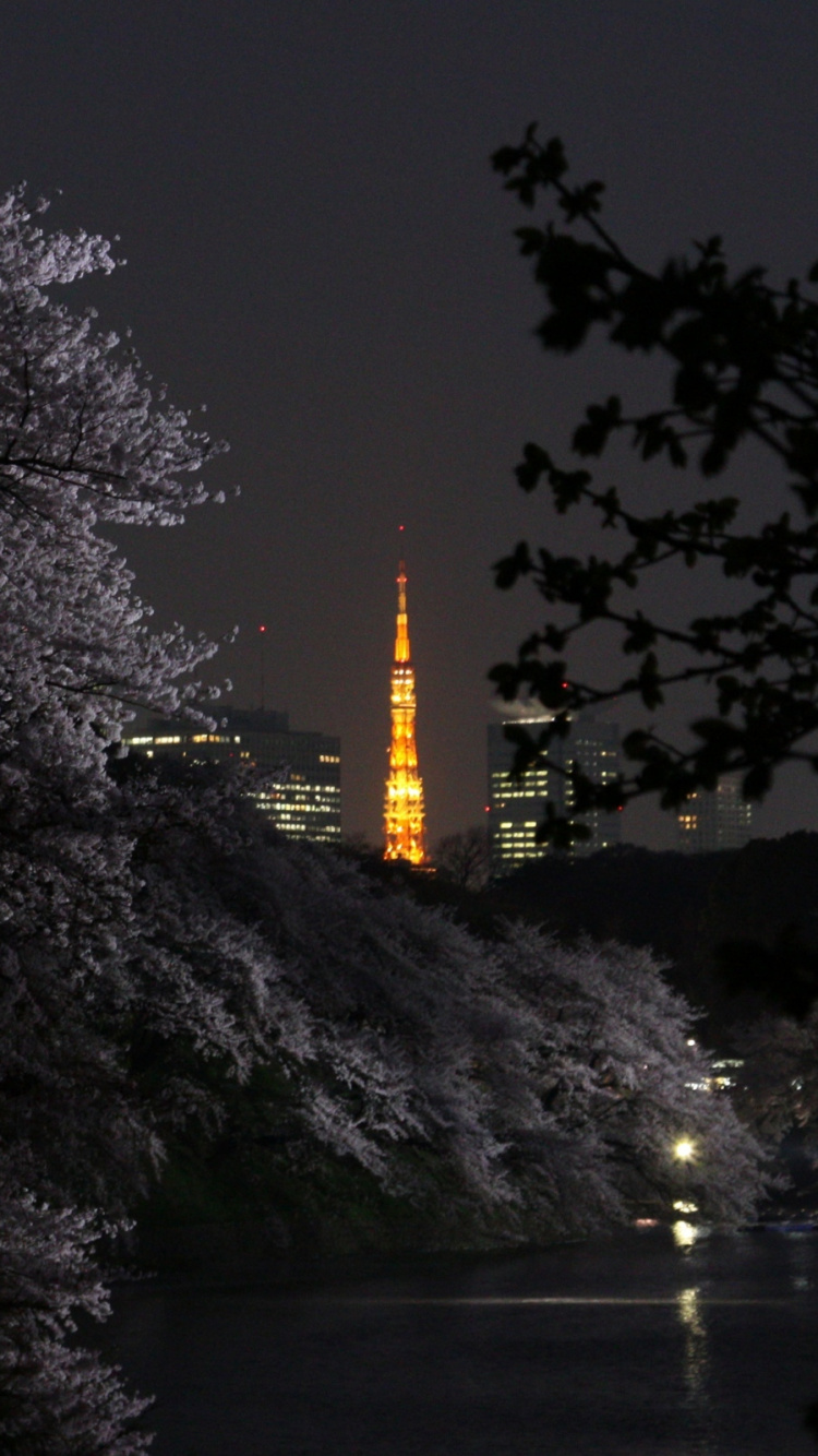 Обои природа, ночь, темнота, дерево, растение в разрешении 750x1334