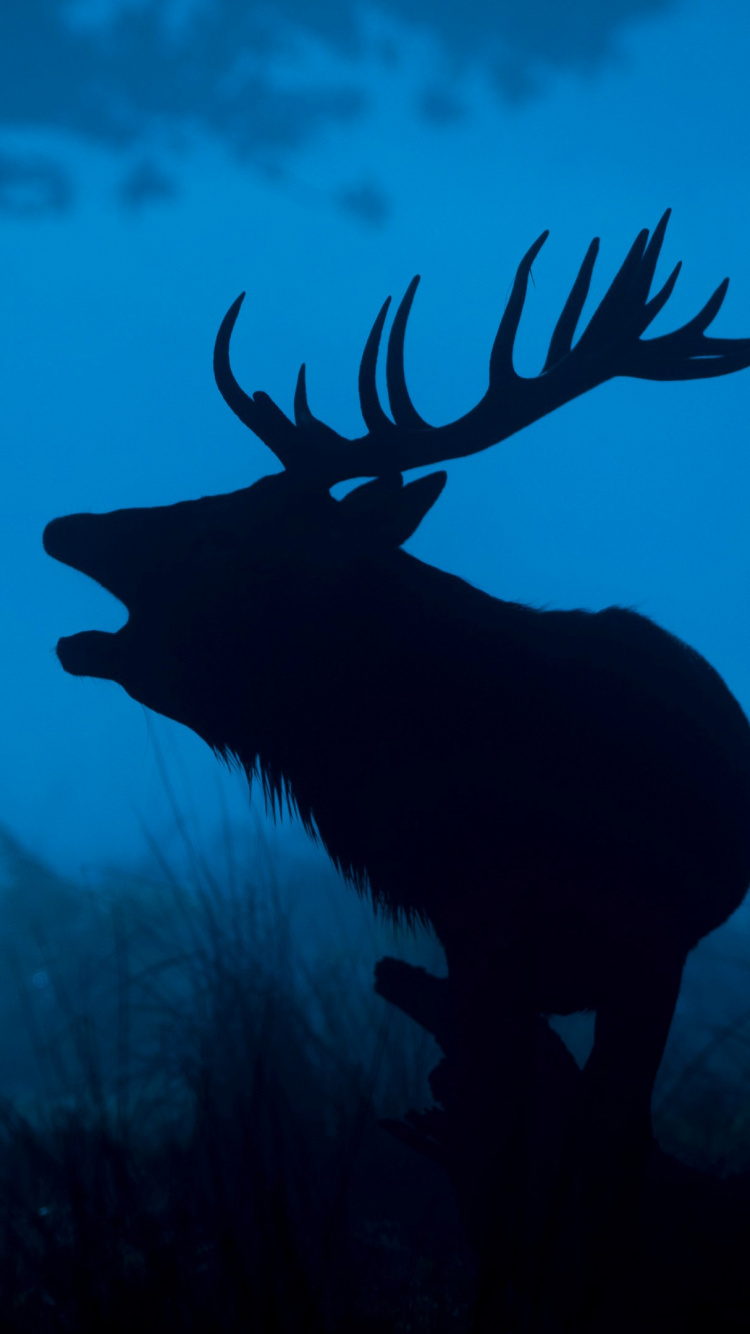 Обои олень, лось, синий, Северный олень, олений рог в разрешении 750x1334