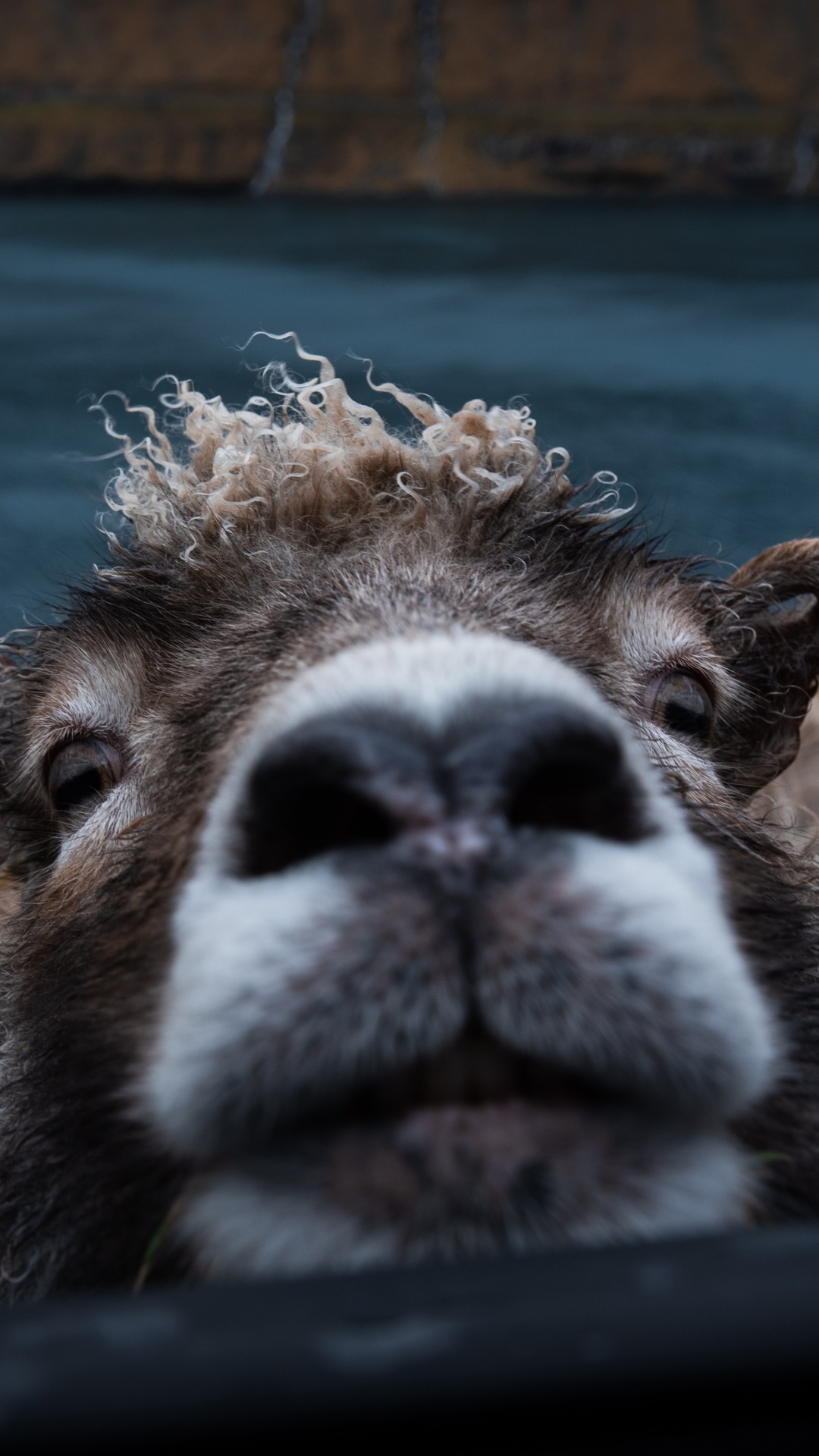 Обои живая природа, морда, наземные животные, зоопарк, Верблюдовые в разрешении 1080x1920