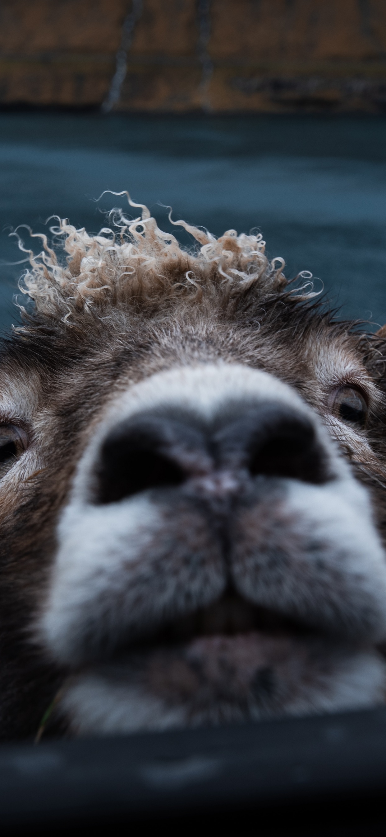 Обои живая природа, морда, наземные животные, зоопарк, Верблюдовые в разрешении 1242x2688