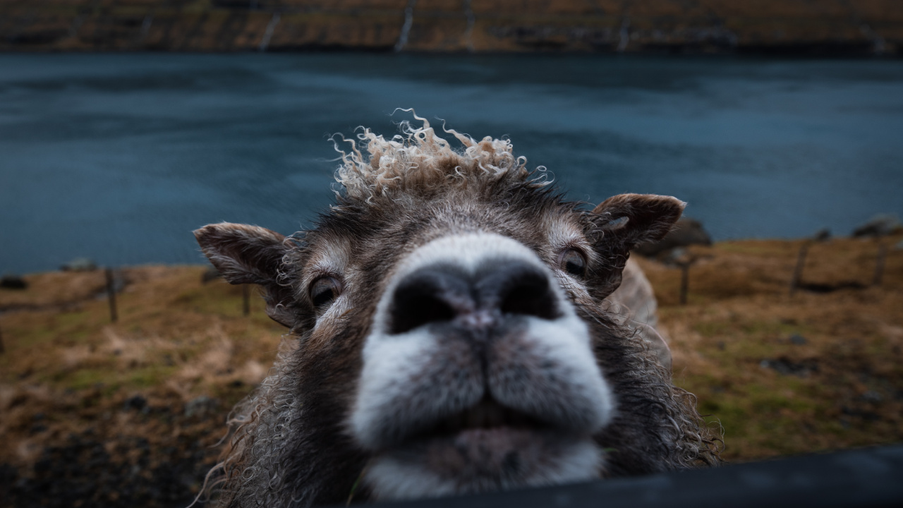 Обои живая природа, морда, наземные животные, зоопарк, Верблюдовые в разрешении 1280x720