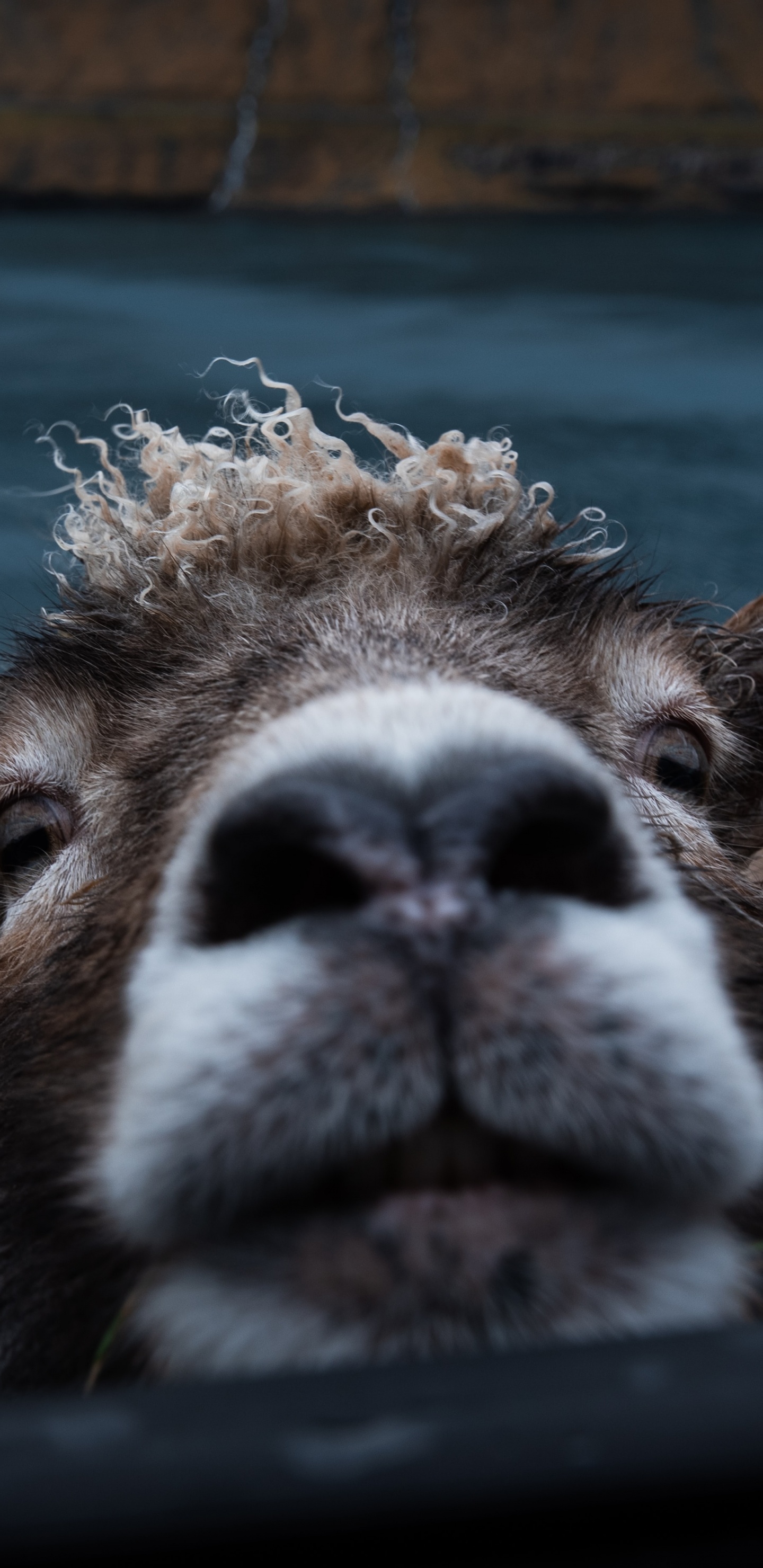 Обои живая природа, морда, наземные животные, зоопарк, Верблюдовые в разрешении 1440x2960