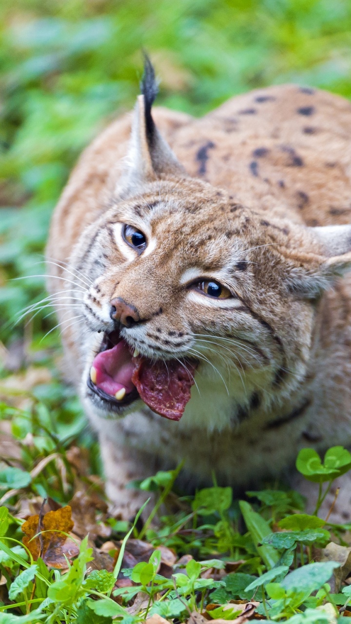 Обои Евразийская рысь, большая кошка, живая природа, наземные животные, кошки малого и среднего размера в разрешении 720x1280