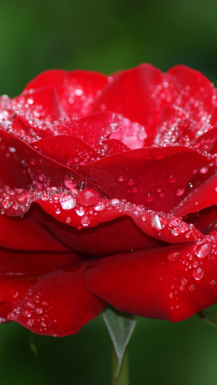 Обои Роза, сад роз, красный цвет, лепесток, семья Роуз в разрешении 720x1280