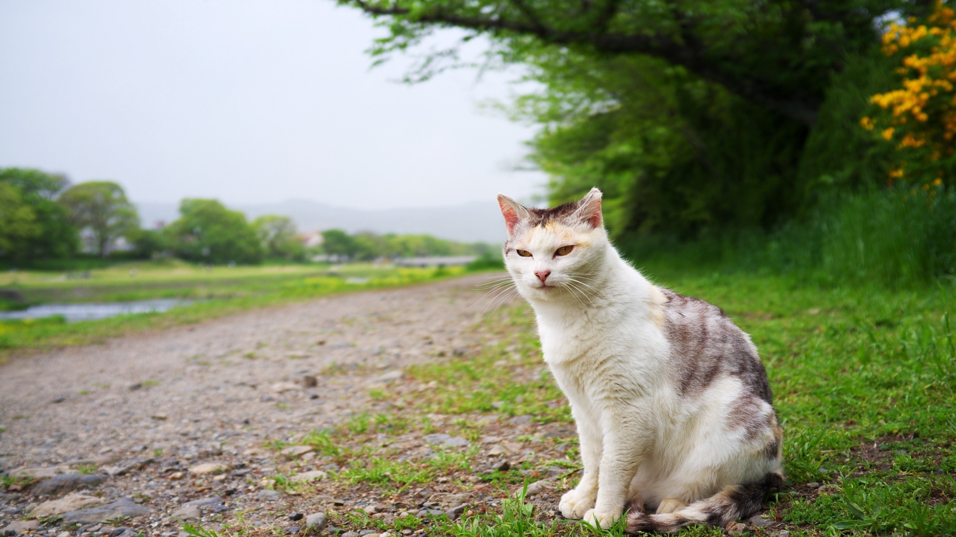 Эгейская кошка фото описание