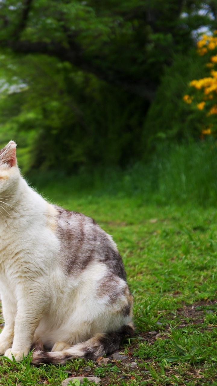 Обои котенок, эгейская кошка, дерево, персидская кошка, популярные имена котов в разрешении 720x1280