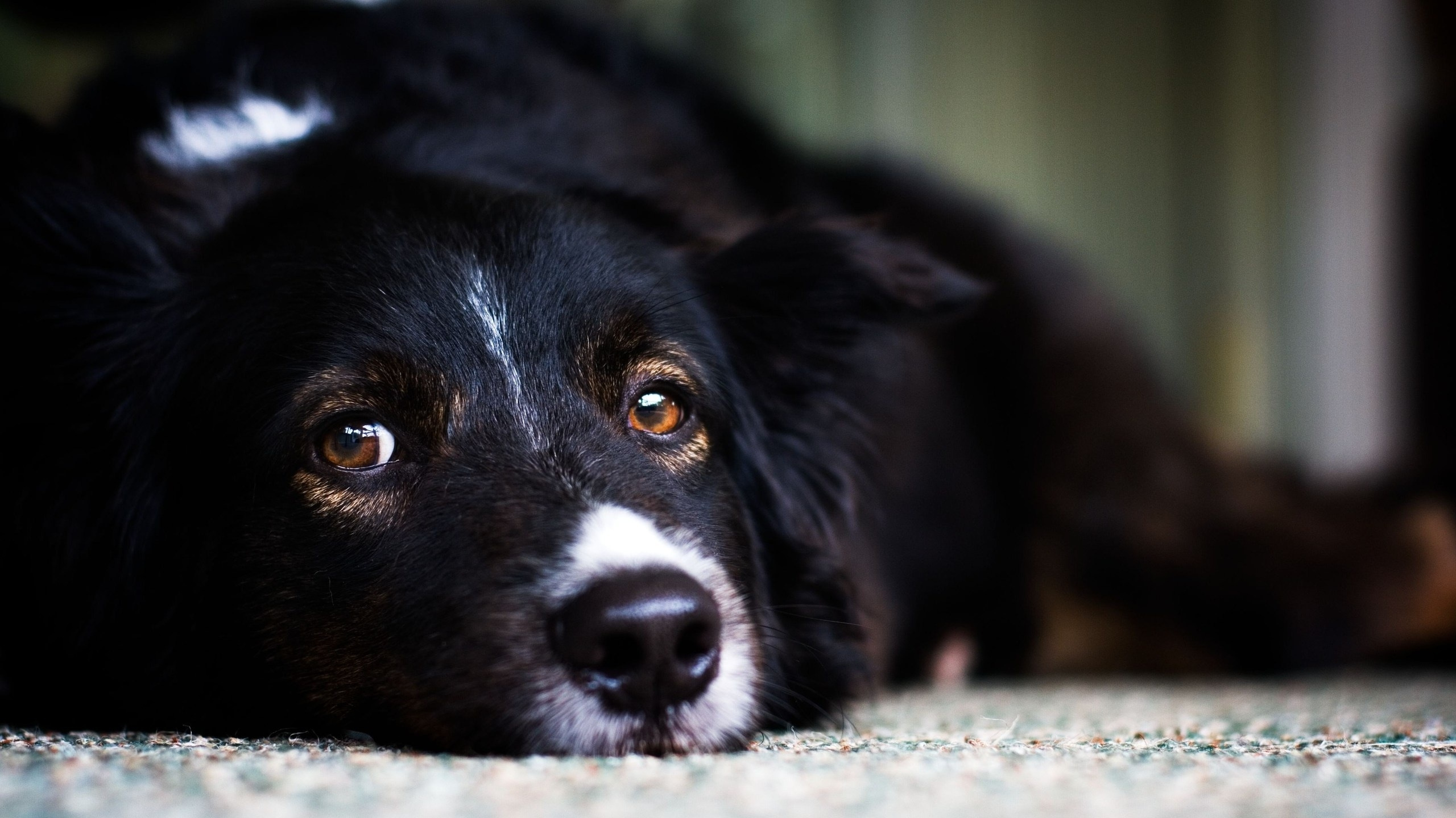 Обои бордер колли, щенок, собака породы, нос, морда в разрешении 2560x1440