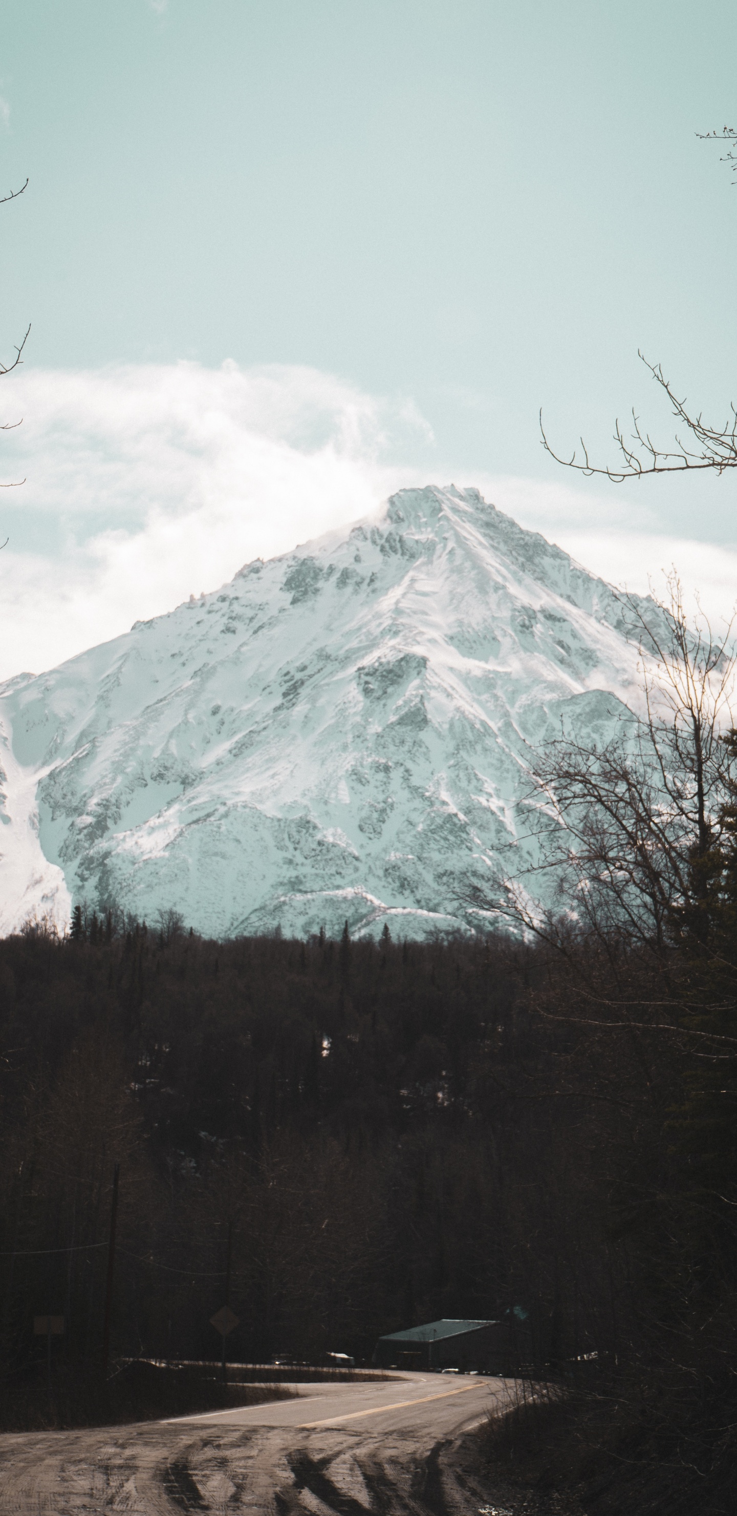 Обои дерево, нагорье, геология, пейзажи гор, горный рельеф в разрешении 1440x2960