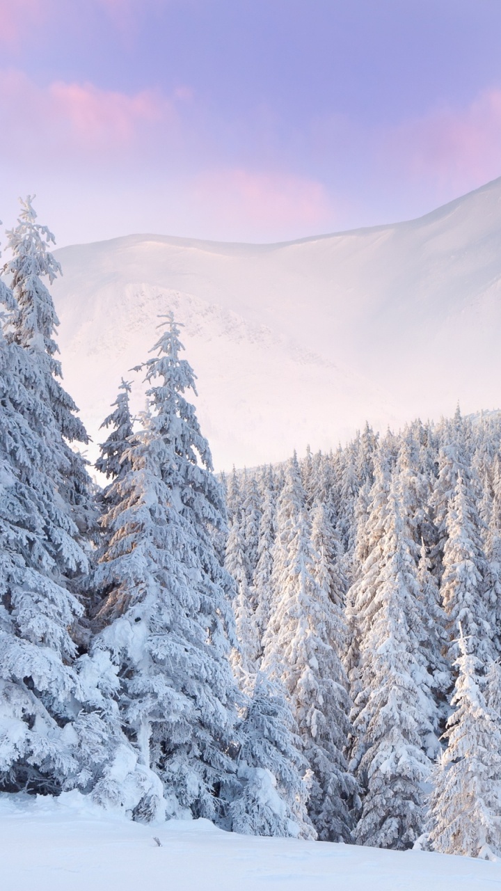 Обои зима, снег, дерево, замораживание, мороз в разрешении 720x1280