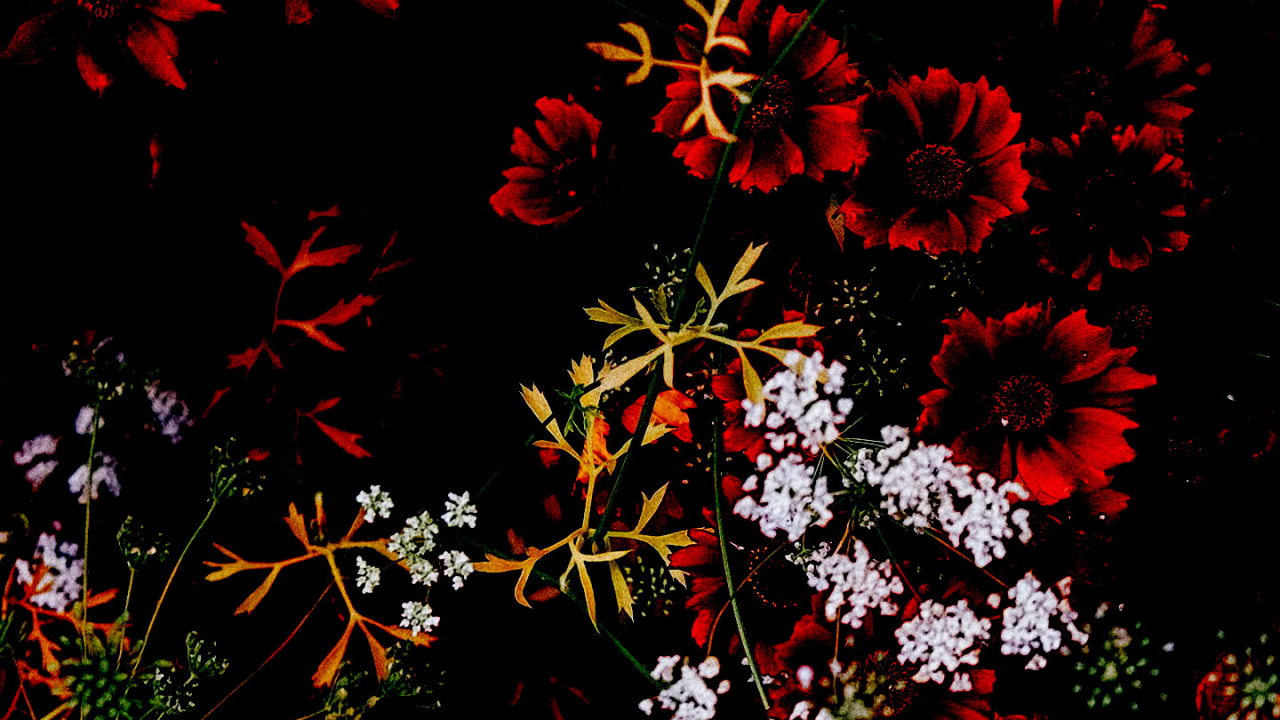 Обои цветок, растение, ботаники, ветвь, растительность в разрешении 1280x720