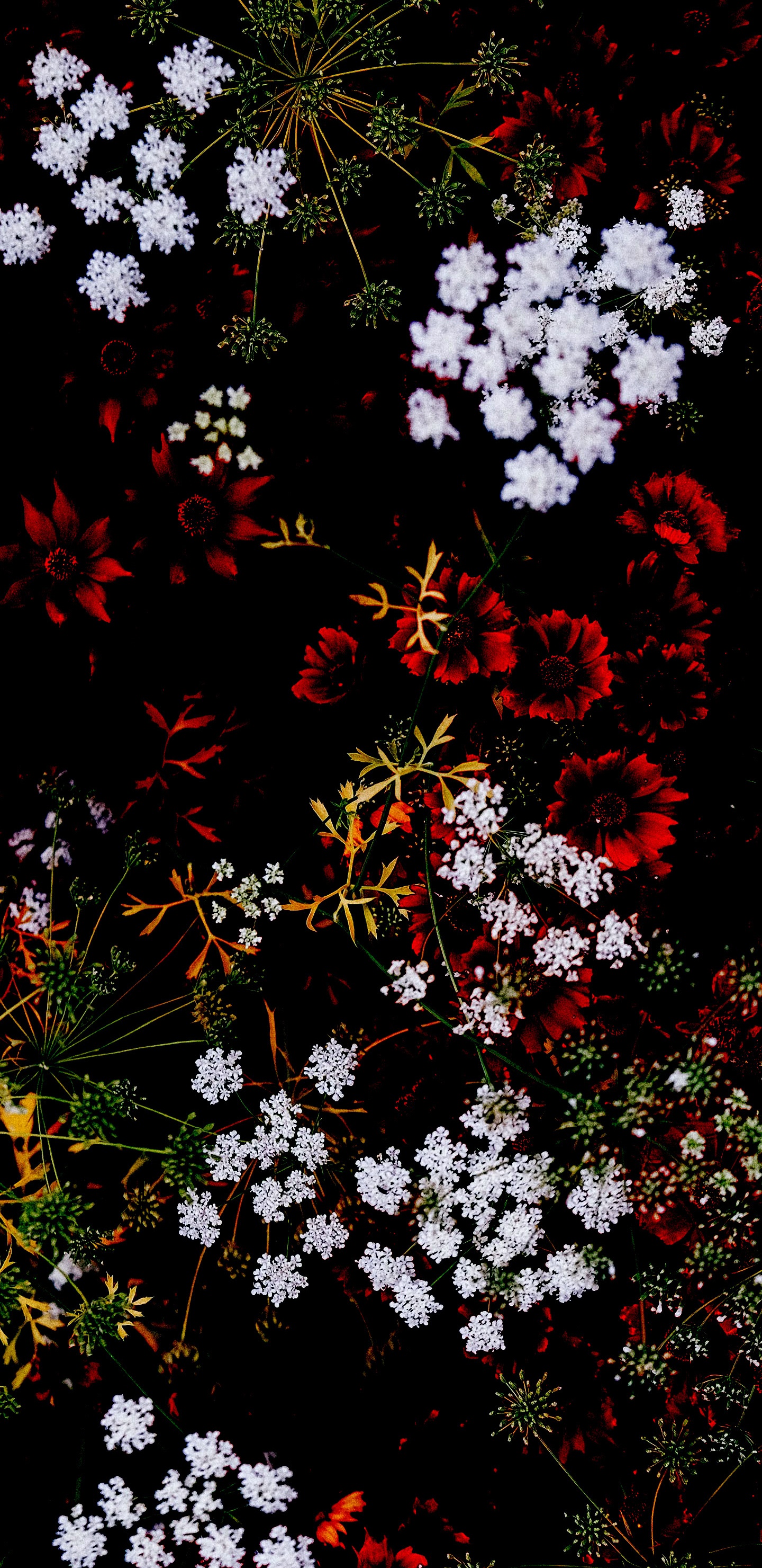 Обои цветок, растение, ботаники, ветвь, растительность в разрешении 1440x2960