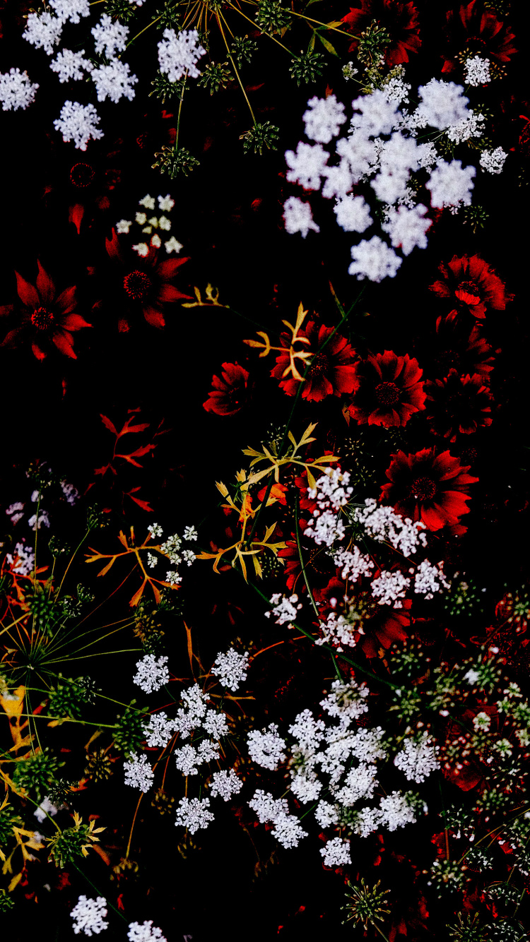 Обои цветок, растение, ботаники, ветвь, растительность в разрешении 750x1334