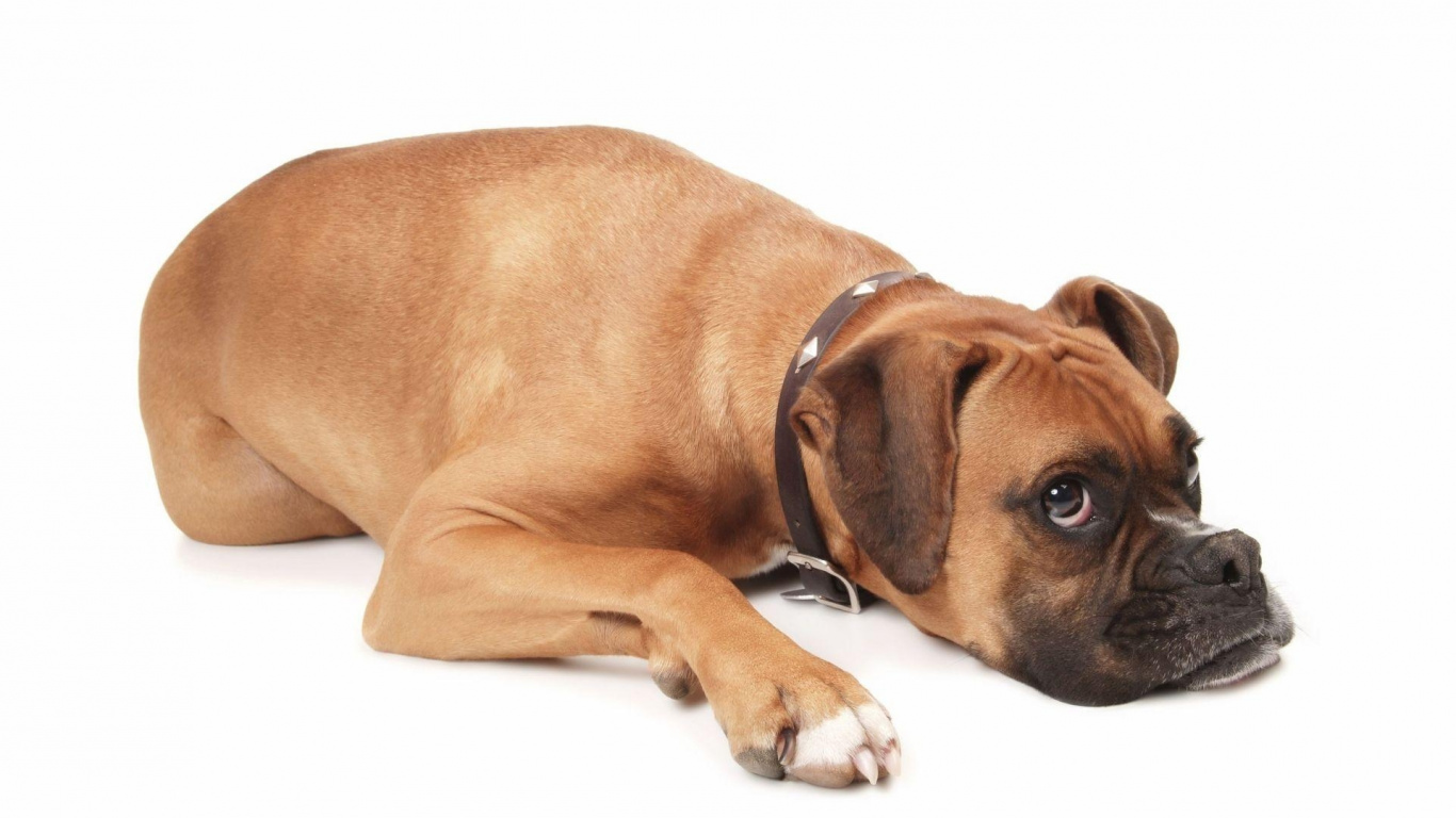 Обои боксер, щенок, собака породы, морда, собака компаньон в разрешении 1366x768