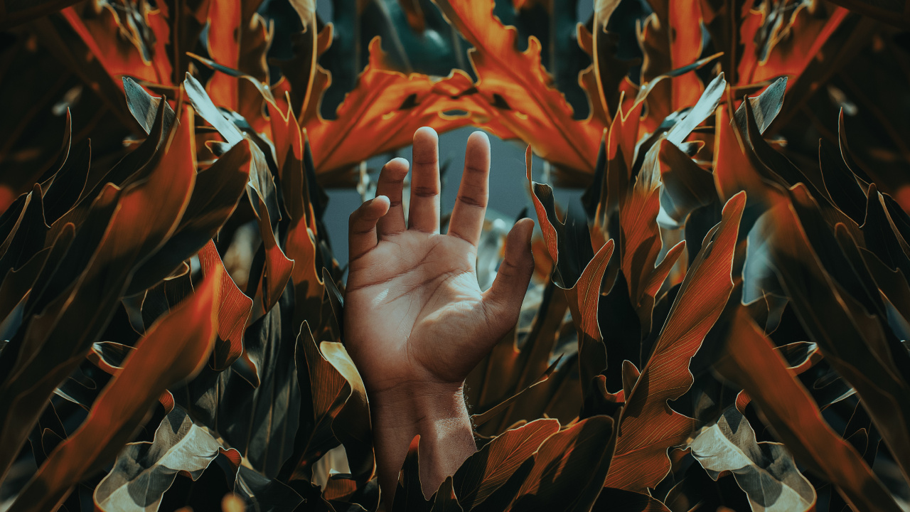 Обои лист, морская водоросль, палец, растение, узор в разрешении 1280x720