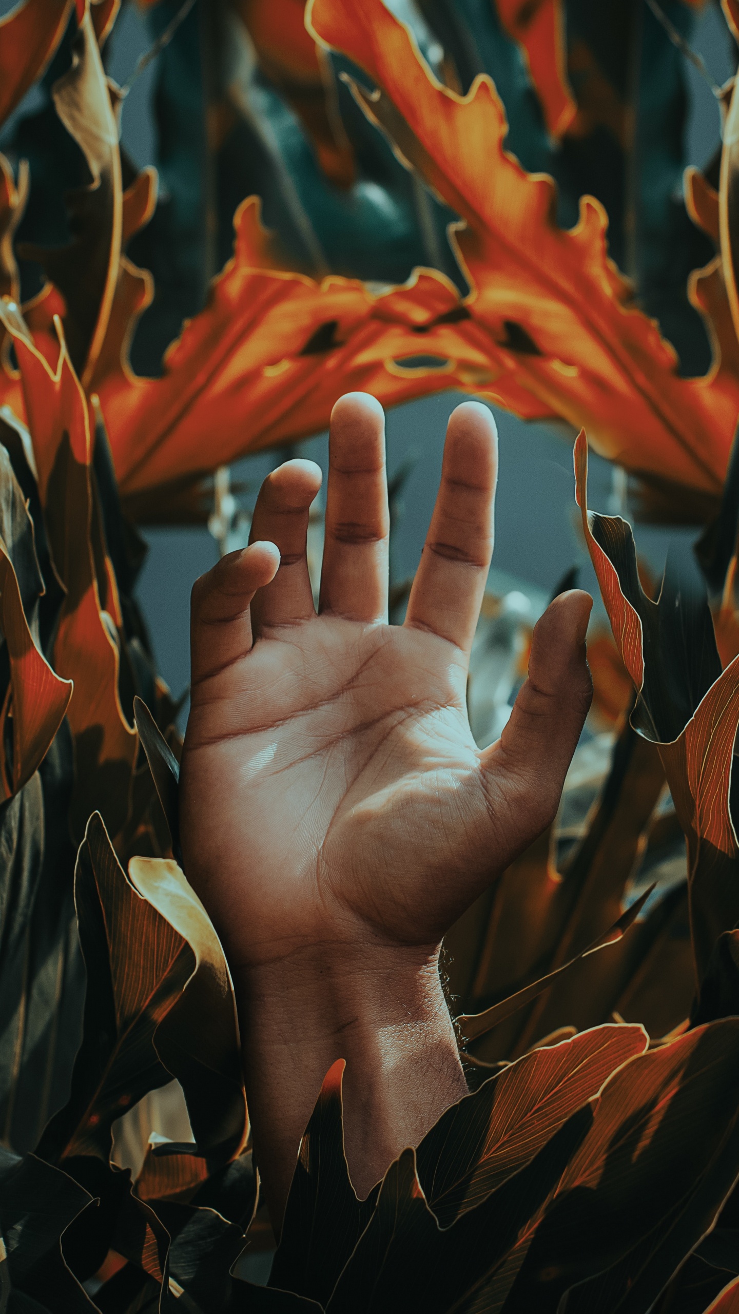 Обои лист, морская водоросль, палец, растение, узор в разрешении 1440x2560