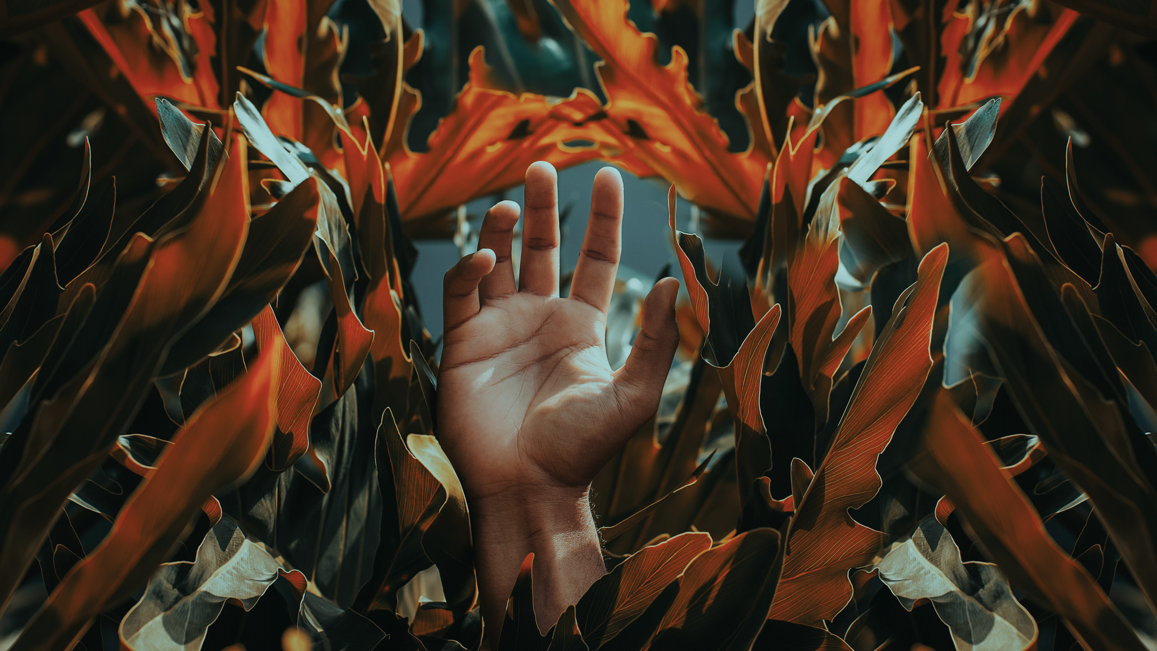 Обои лист, морская водоросль, палец, растение, узор в разрешении 3840x2160