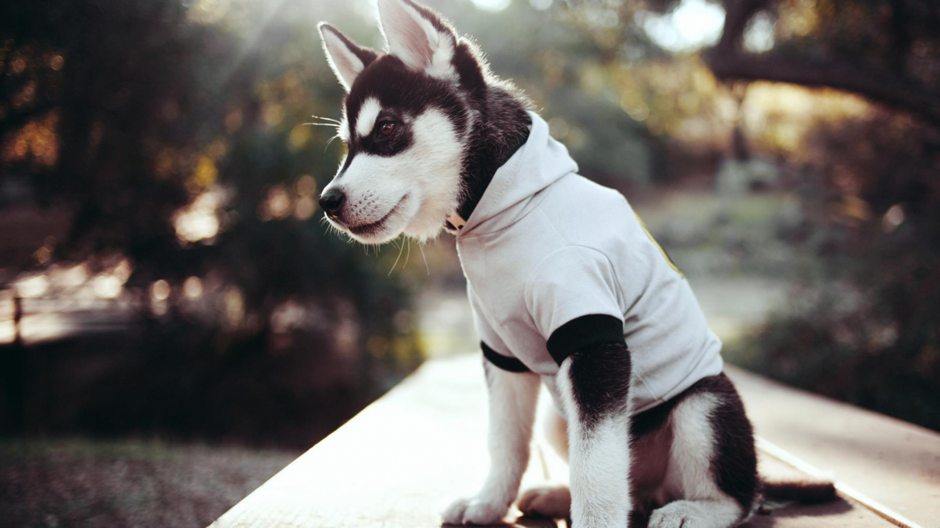 Обои щенок, аляскинский маламут, собака породы, остроумие, привлекательность в разрешении 1366x768