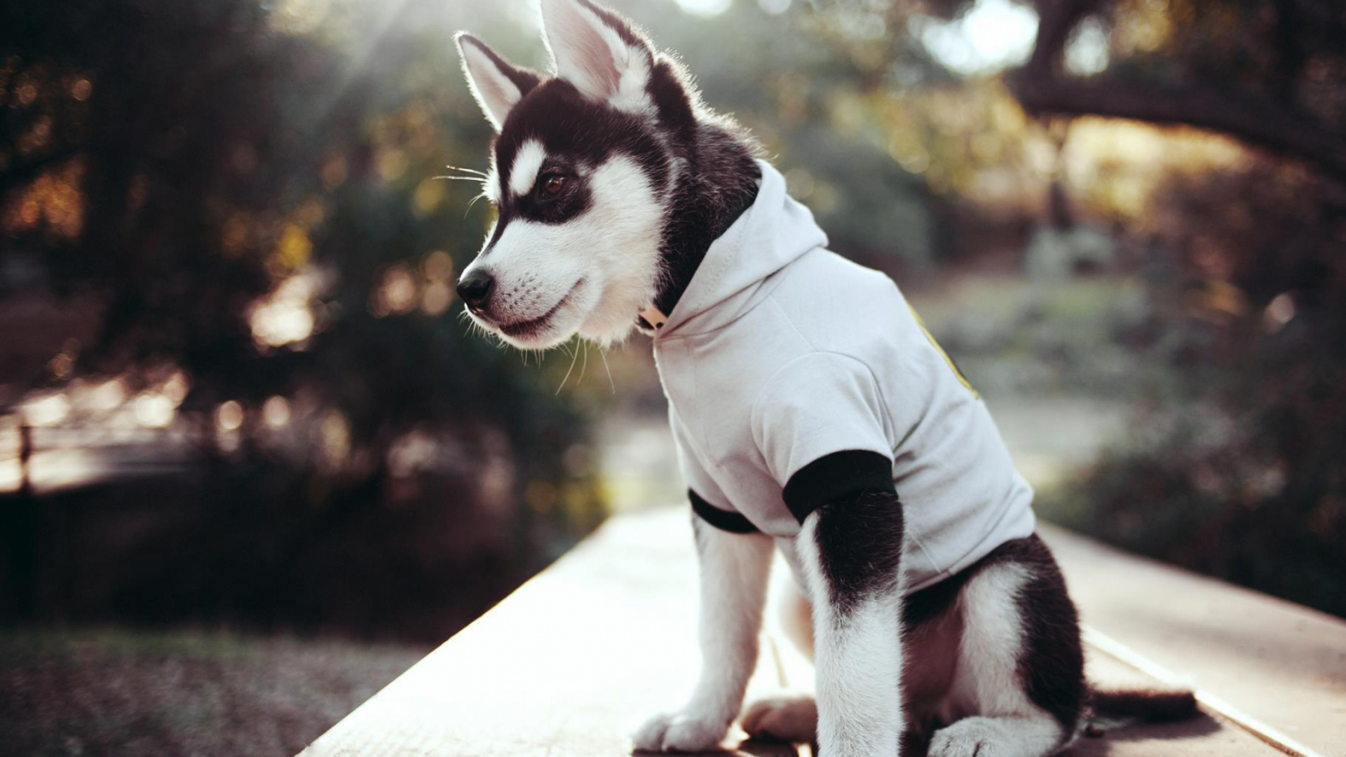 Обои щенок, аляскинский маламут, собака породы, остроумие, привлекательность в разрешении 1920x1080