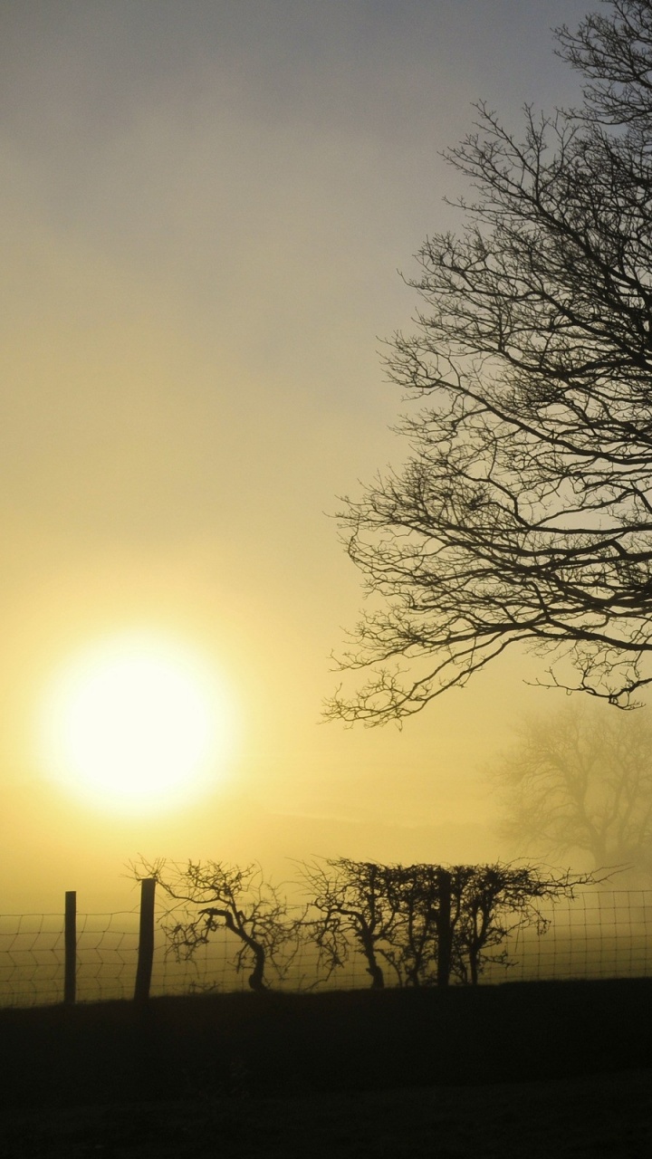 Обои закат, дерево, ветвь, утро, древесные растения в разрешении 720x1280