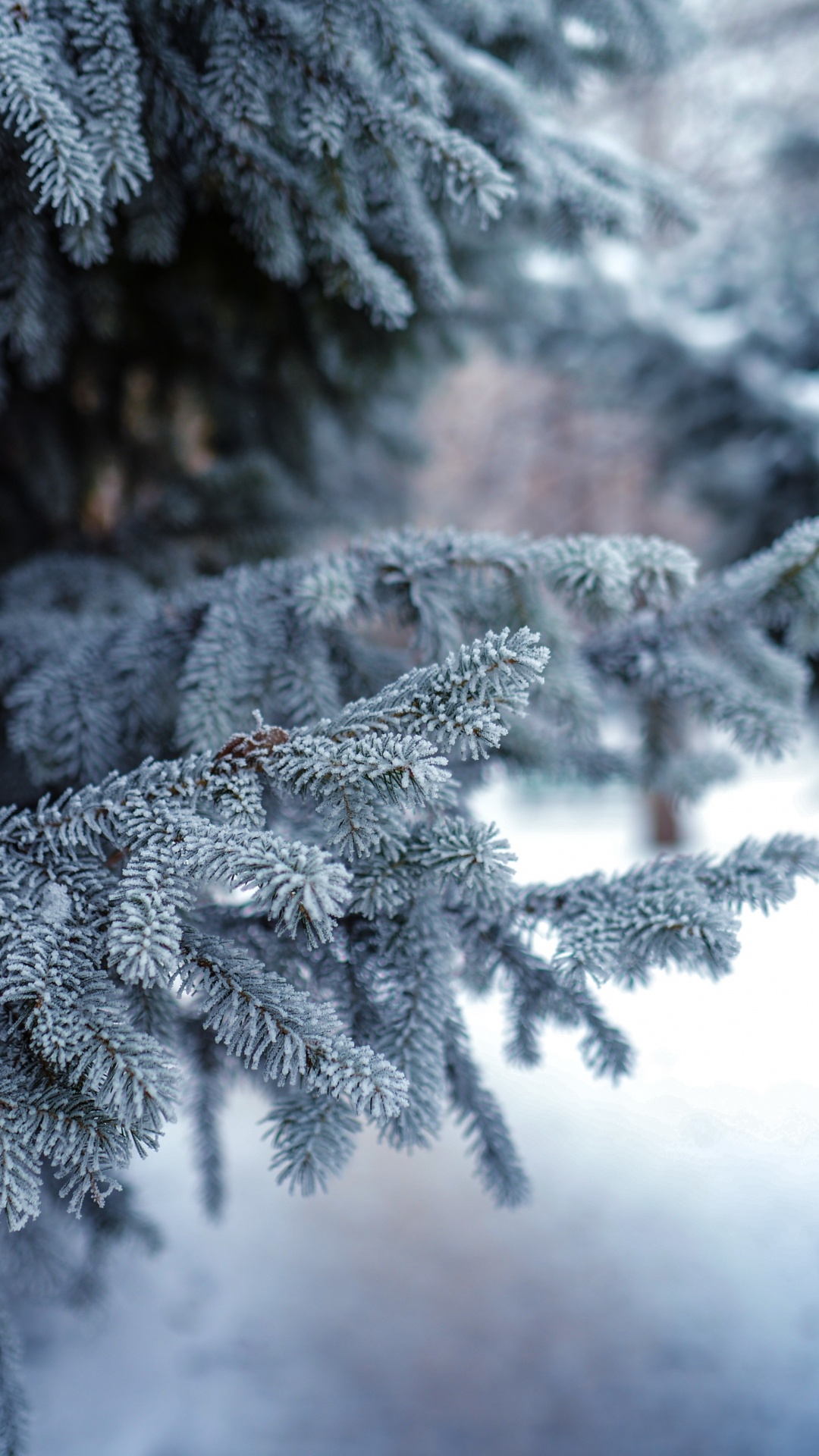 Обои снег, зима, мороз, замораживание, дерево в разрешении 1080x1920