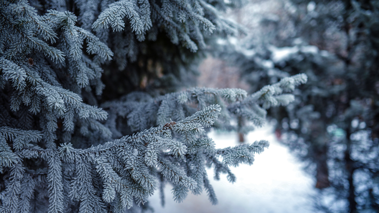 Обои снег, зима, мороз, замораживание, дерево в разрешении 1280x720