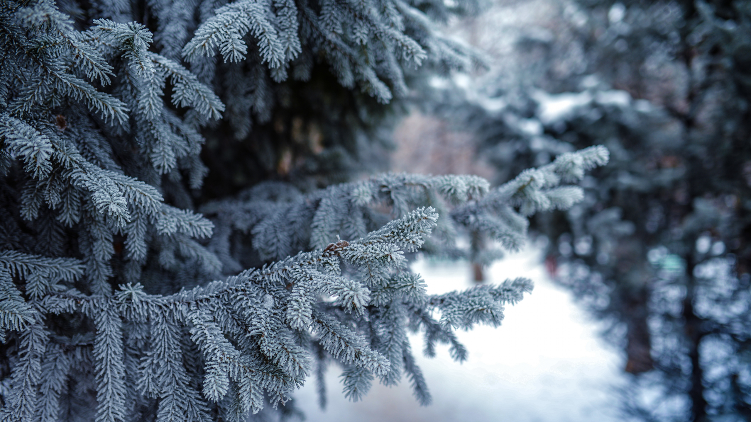 Обои снег, зима, мороз, замораживание, дерево в разрешении 2560x1440