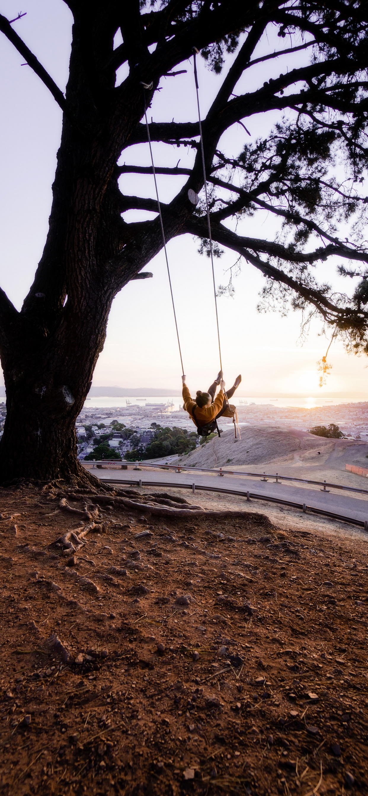 Обои дерево, качели, природа, ветвь, древесные растения в разрешении 1242x2688