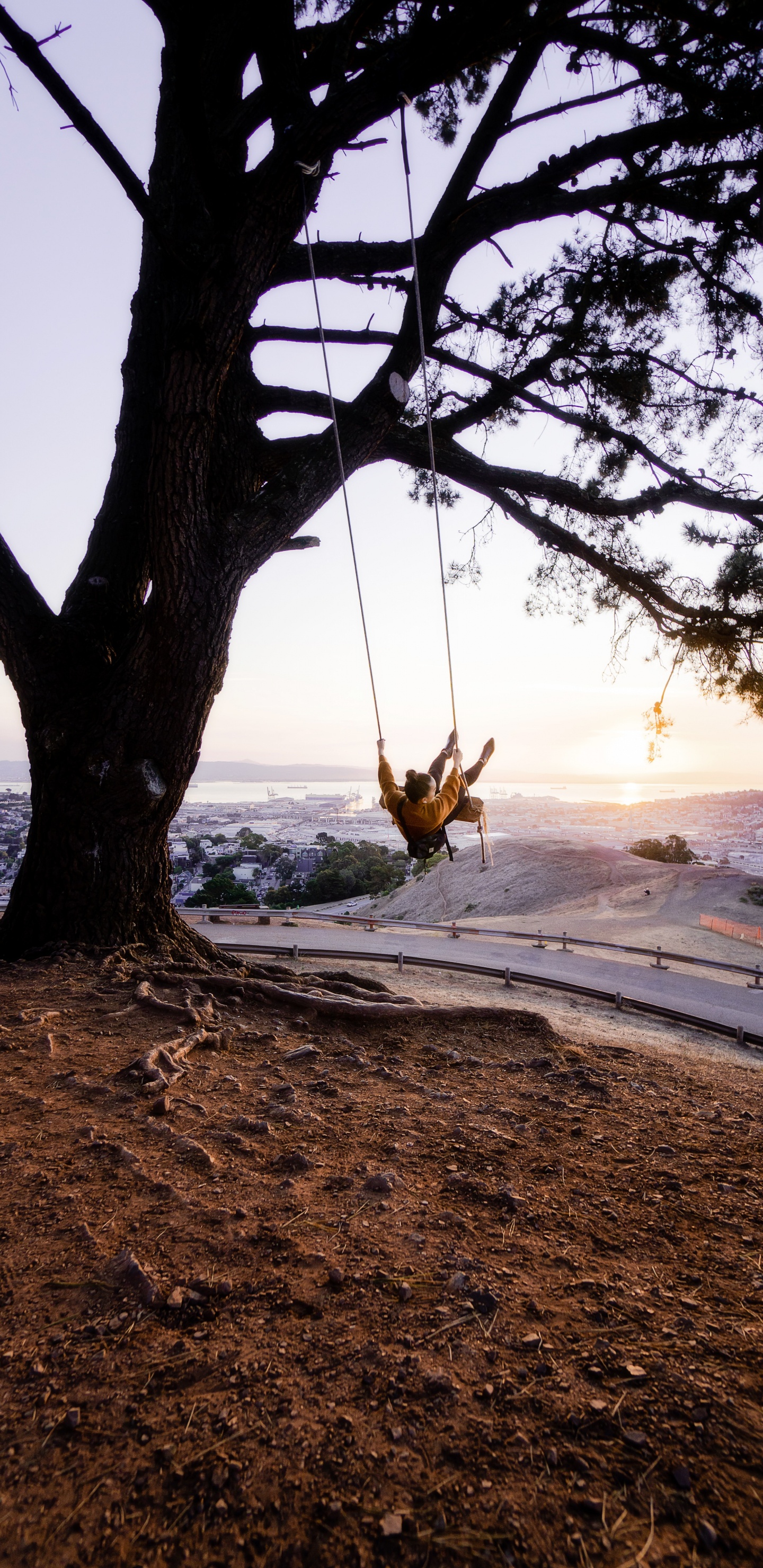 Обои дерево, качели, природа, ветвь, древесные растения в разрешении 1440x2960