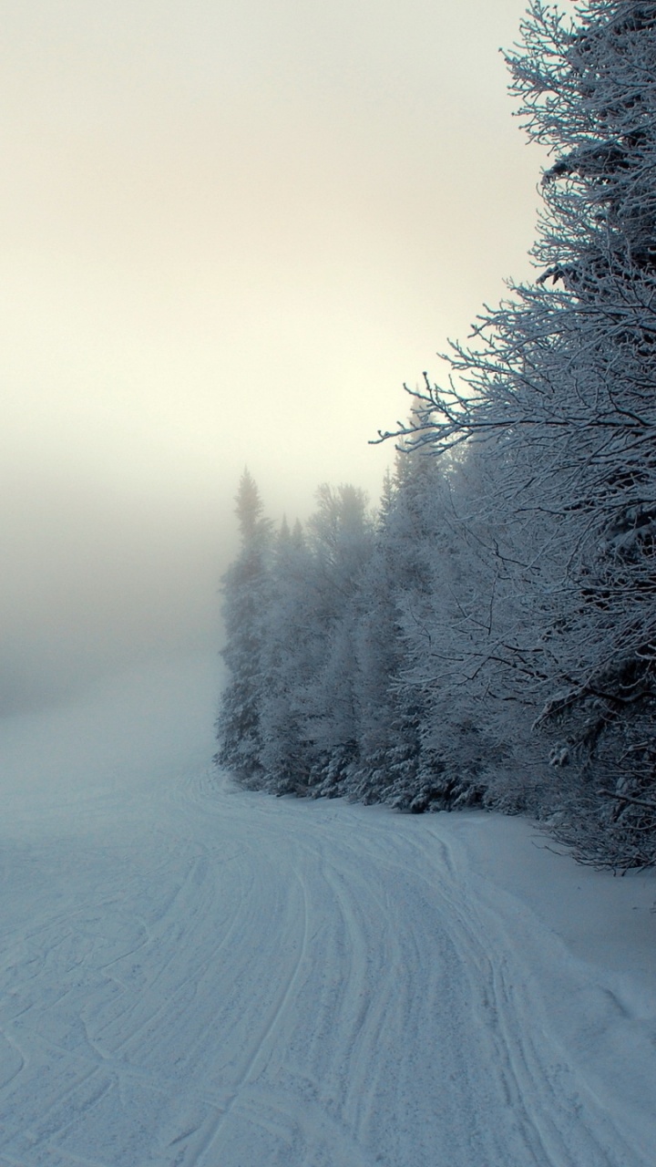 Обои снег, зима, дерево, природа, мороз в разрешении 720x1280