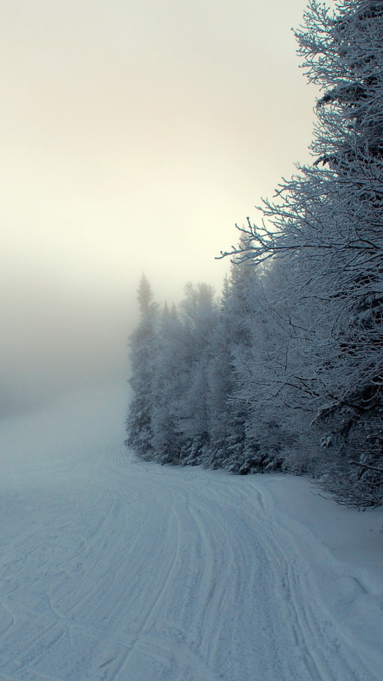 Обои снег, зима, дерево, природа, мороз в разрешении 750x1334