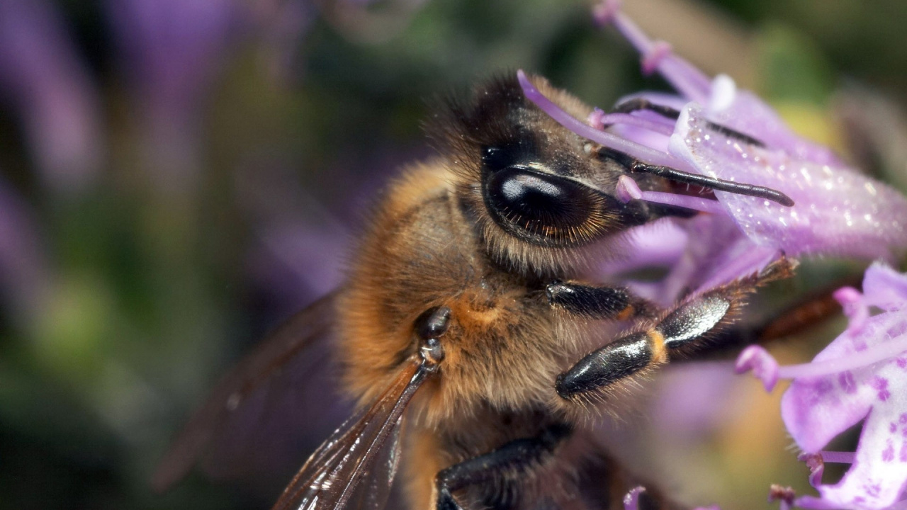 Обои опыление, насекомое, медоносная пчела, Бамблби, нектар в разрешении 1280x720