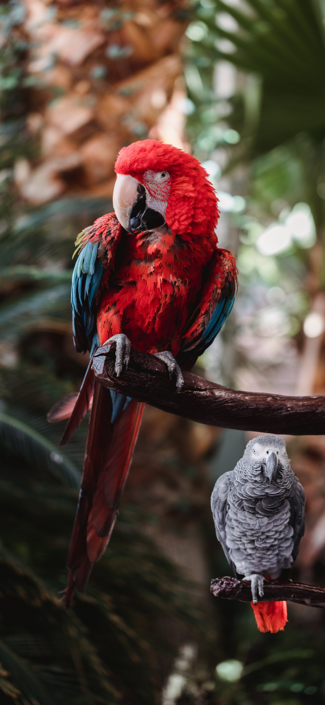 Обои клюв, гиацинтовый Ара, Ара, волнистый попугайчик, количественное числительное в разрешении 1125x2436