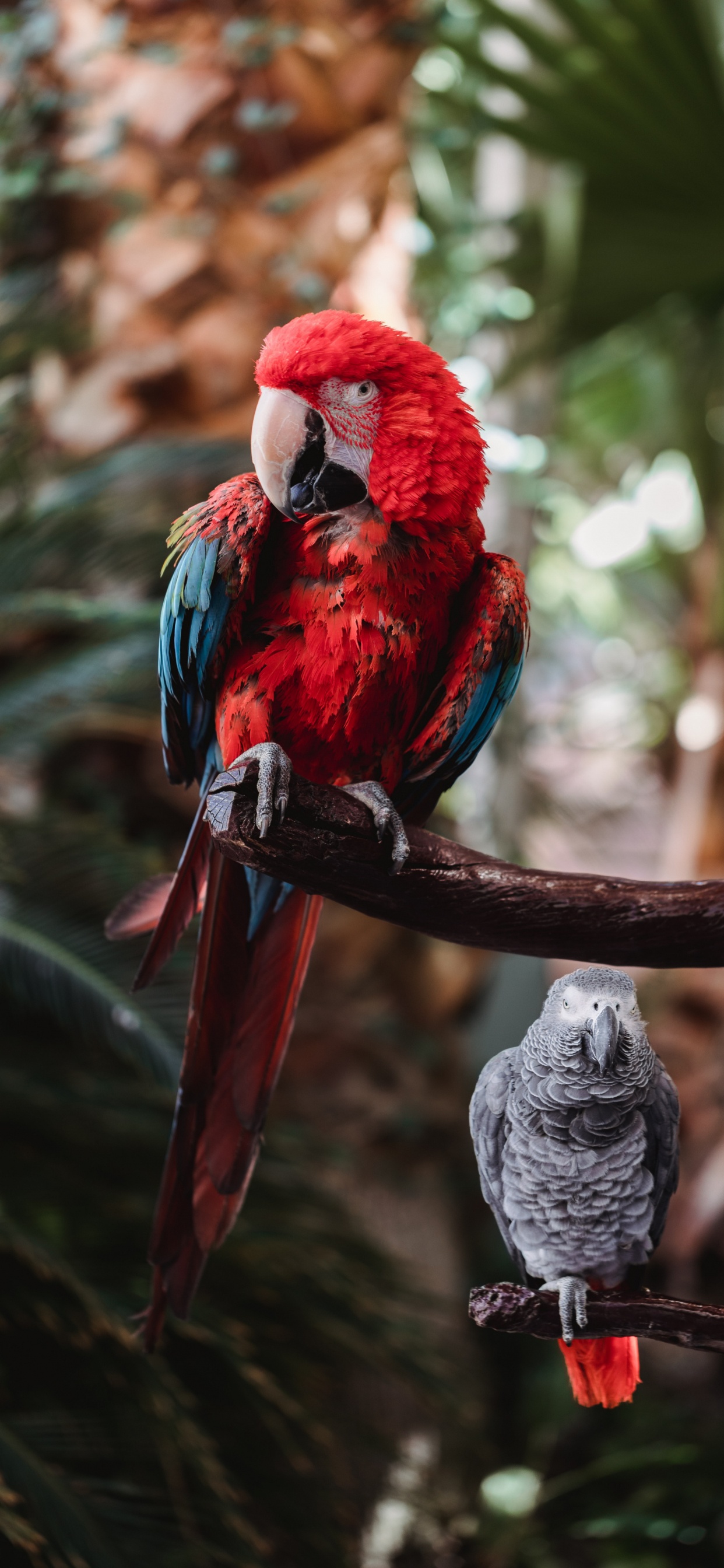 Обои клюв, гиацинтовый Ара, Ара, волнистый попугайчик, количественное числительное в разрешении 1242x2688