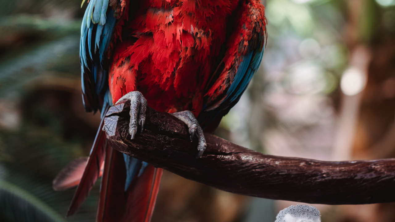 Обои клюв, гиацинтовый Ара, Ара, волнистый попугайчик, количественное числительное в разрешении 1280x720