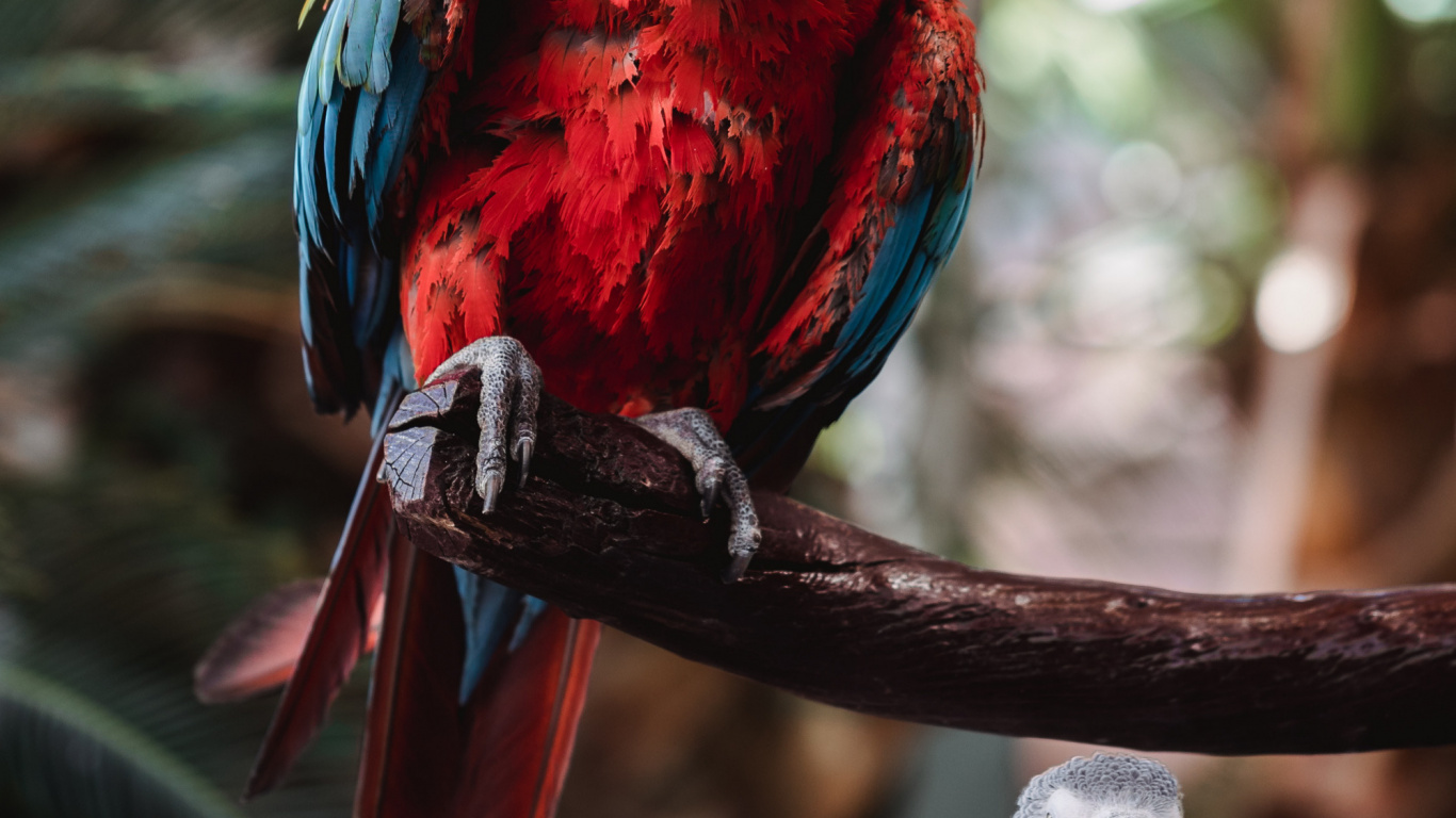 Обои клюв, гиацинтовый Ара, Ара, волнистый попугайчик, количественное числительное в разрешении 1366x768
