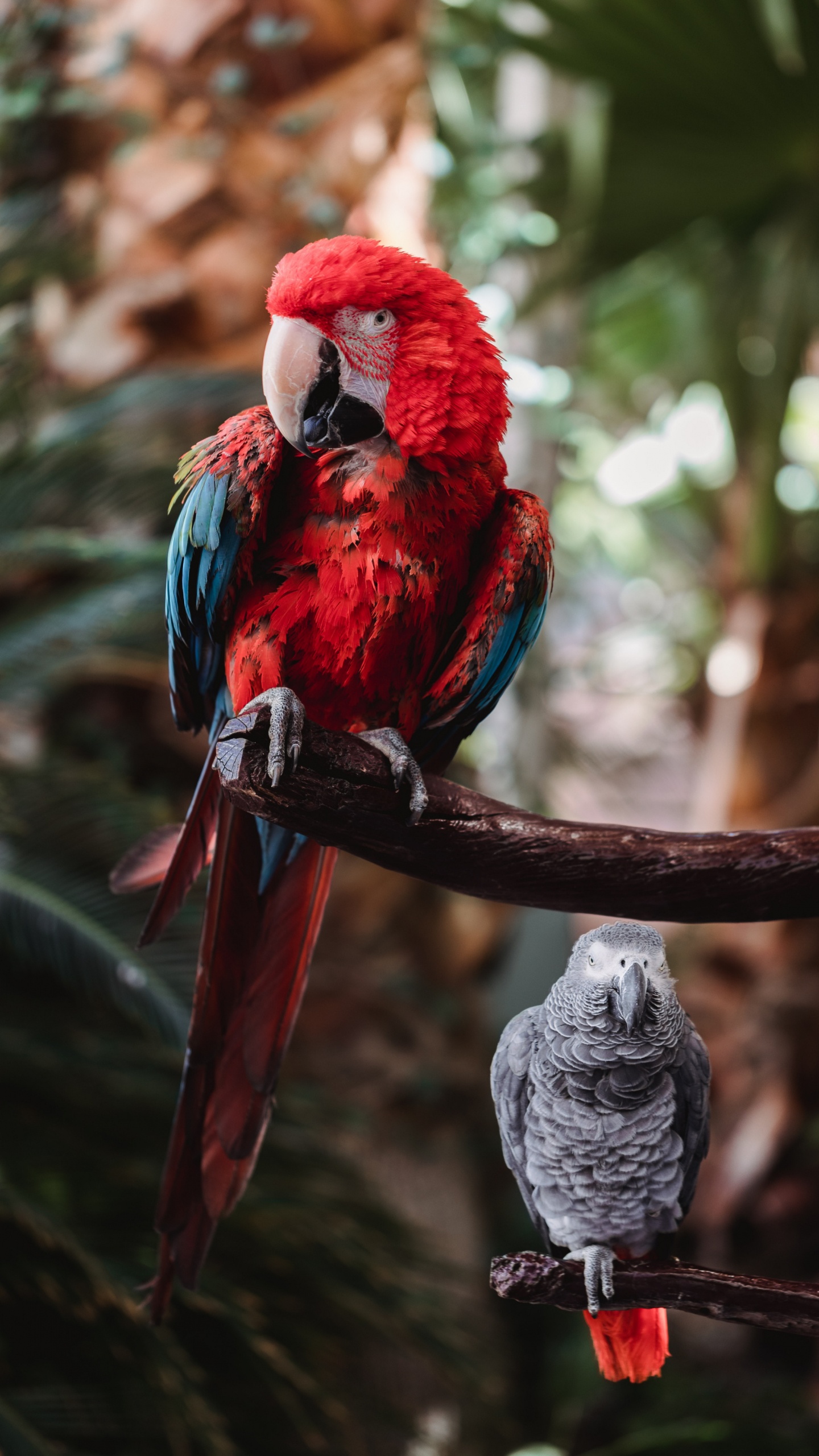 Обои клюв, гиацинтовый Ара, Ара, волнистый попугайчик, количественное числительное в разрешении 1440x2560