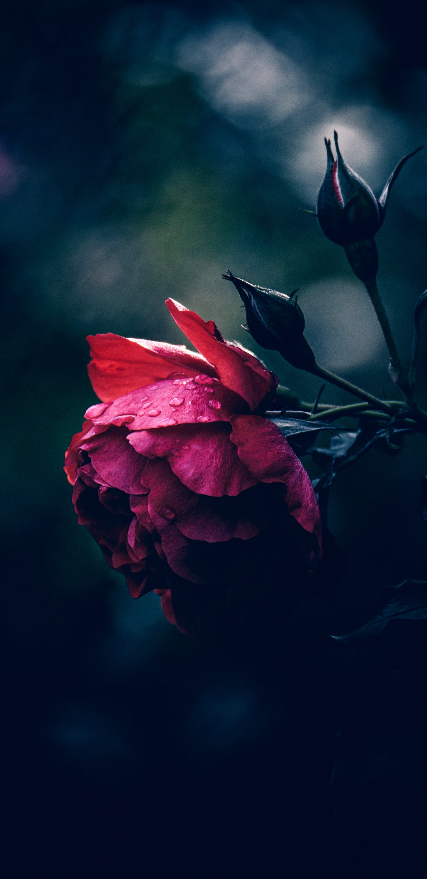 Обои Флора, Стремление К Богу, soundcloud, цветок, атмосфера в разрешении 1440x2960