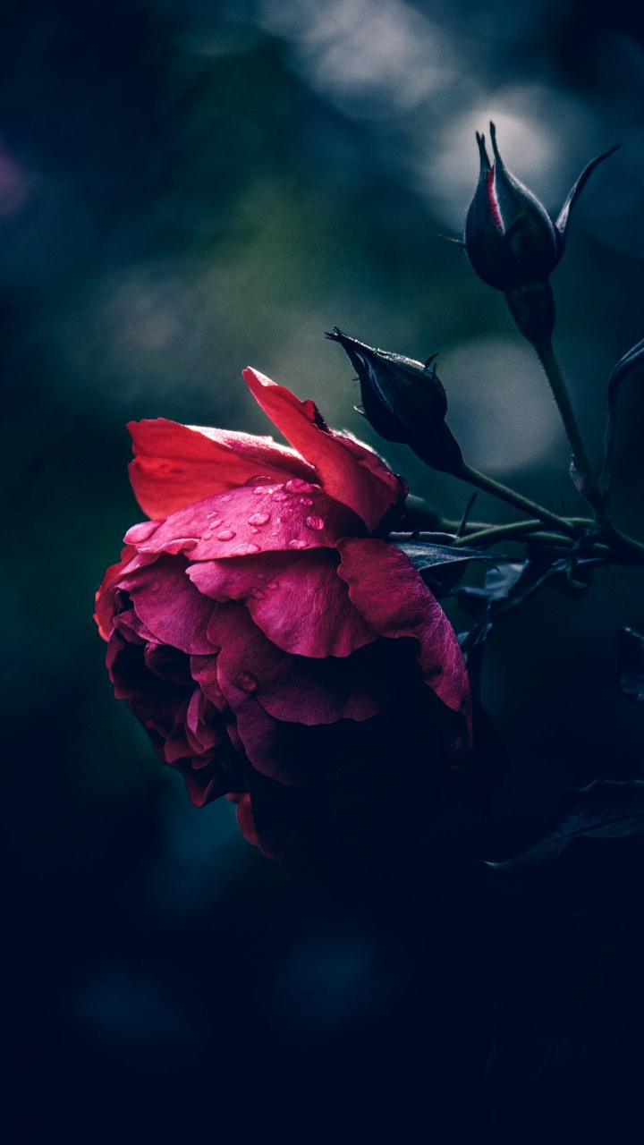 Обои Флора, Стремление К Богу, soundcloud, цветок, атмосфера в разрешении 720x1280