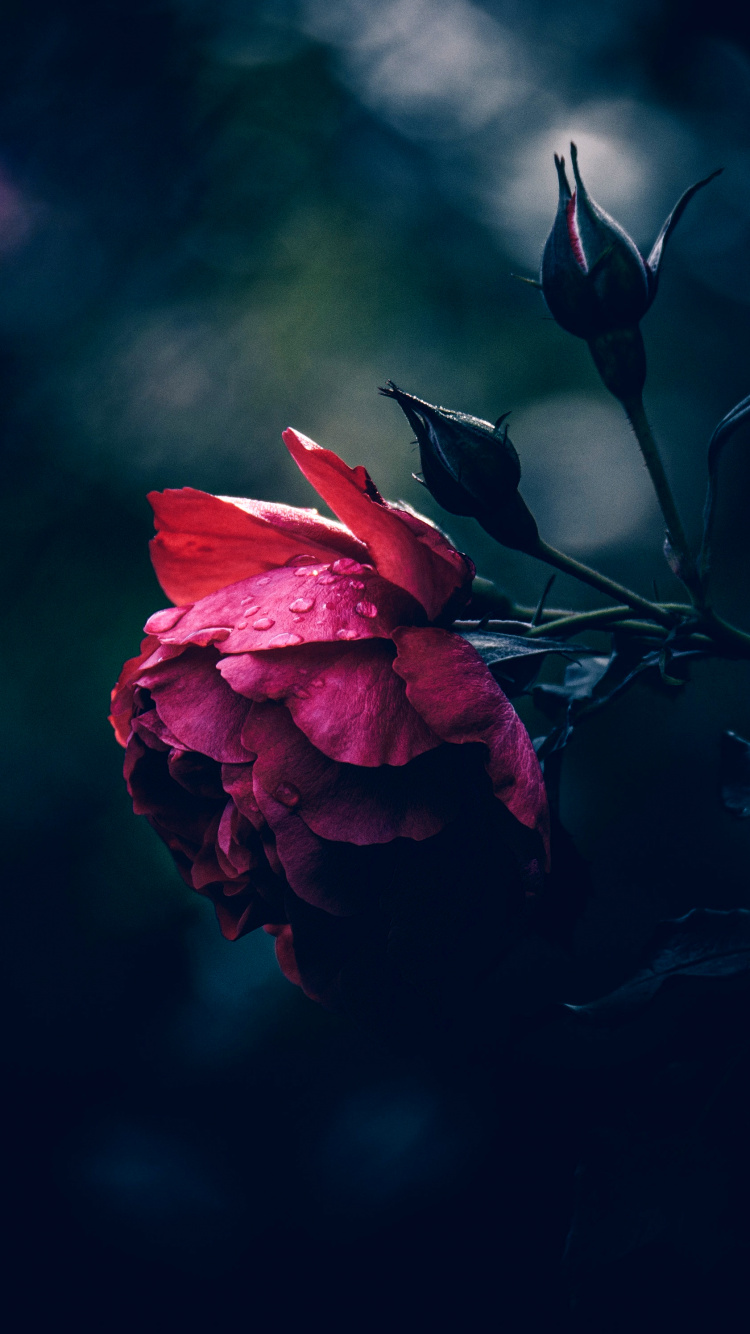 Обои Флора, Стремление К Богу, soundcloud, цветок, атмосфера в разрешении 750x1334