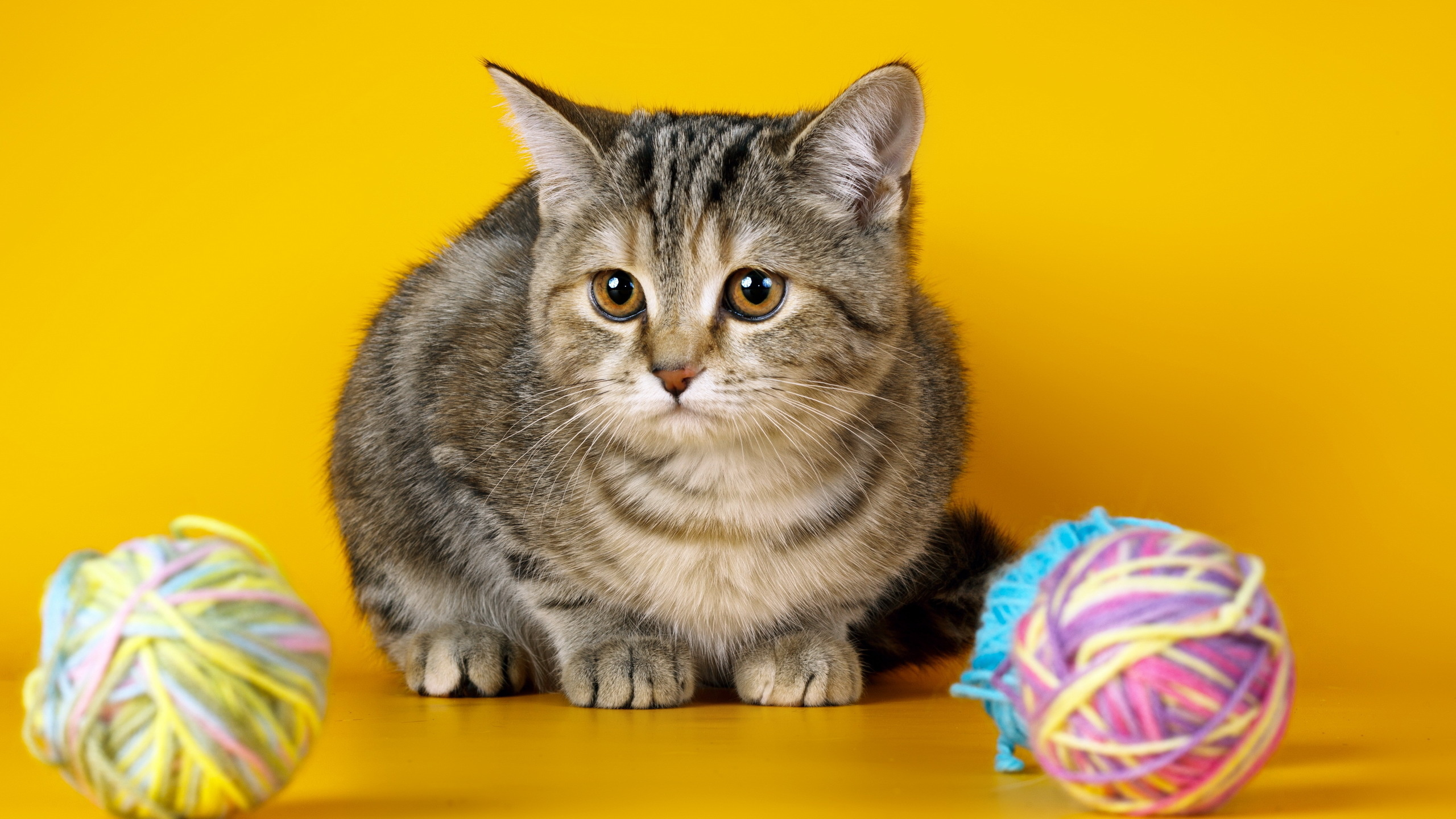 Обои кот, котенок, полосатый кот, бакенбарды, европейская короткошерстная в разрешении 2560x1440
