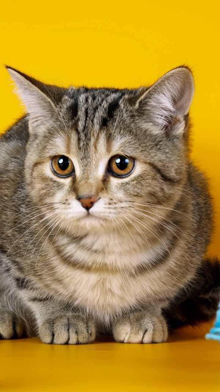 Обои кот, котенок, полосатый кот, бакенбарды, европейская короткошерстная в разрешении 720x1280