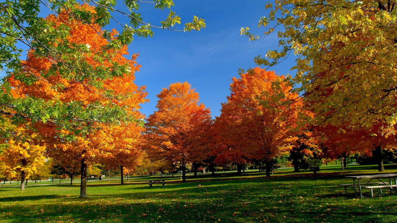 Обои дерево, осень, лист, природа, листопадные в разрешении 1280x720