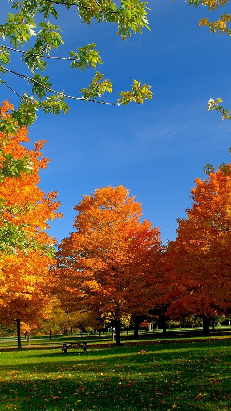 Обои дерево, осень, лист, природа, листопадные в разрешении 750x1334