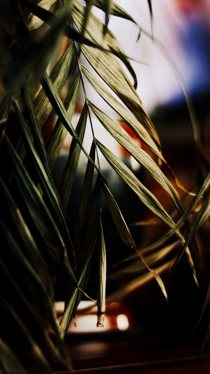 Обои Флора, лист, автомобильное освещение, растение, ветвь в разрешении 720x1280