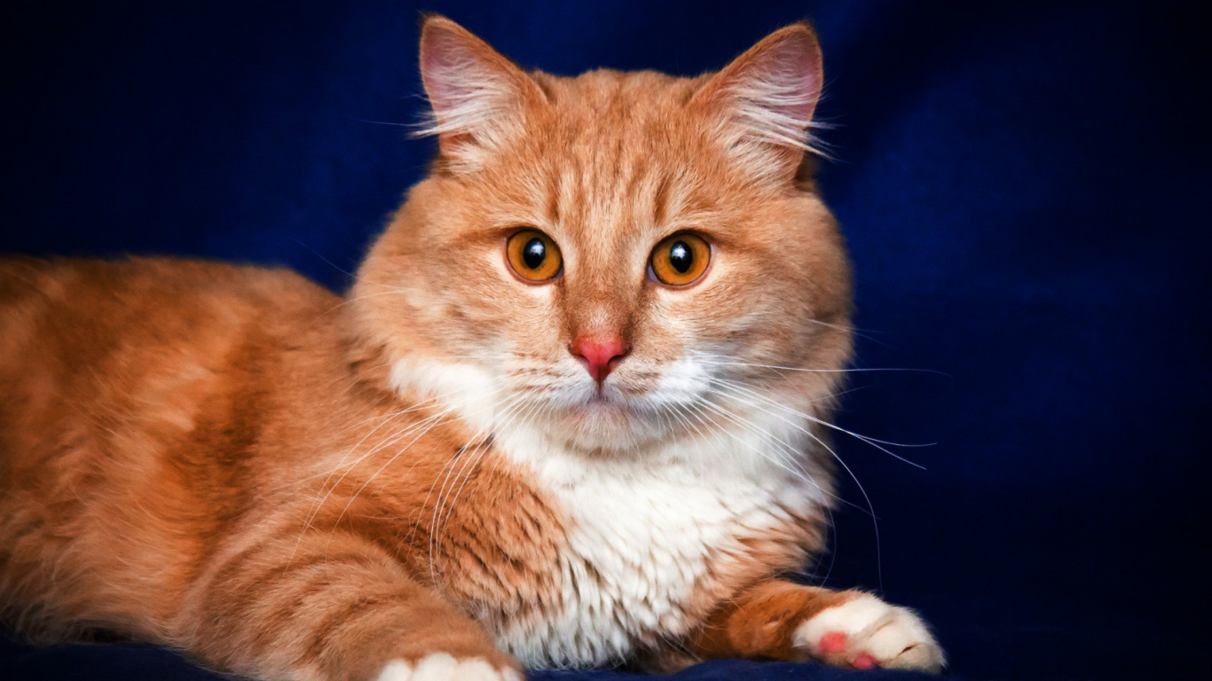 Обои кот, кошачьих, Сибирская кошка, котенок, бакенбарды в разрешении 1366x768