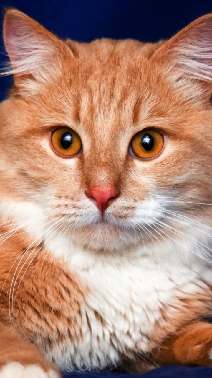 Обои кот, кошачьих, Сибирская кошка, котенок, бакенбарды в разрешении 720x1280