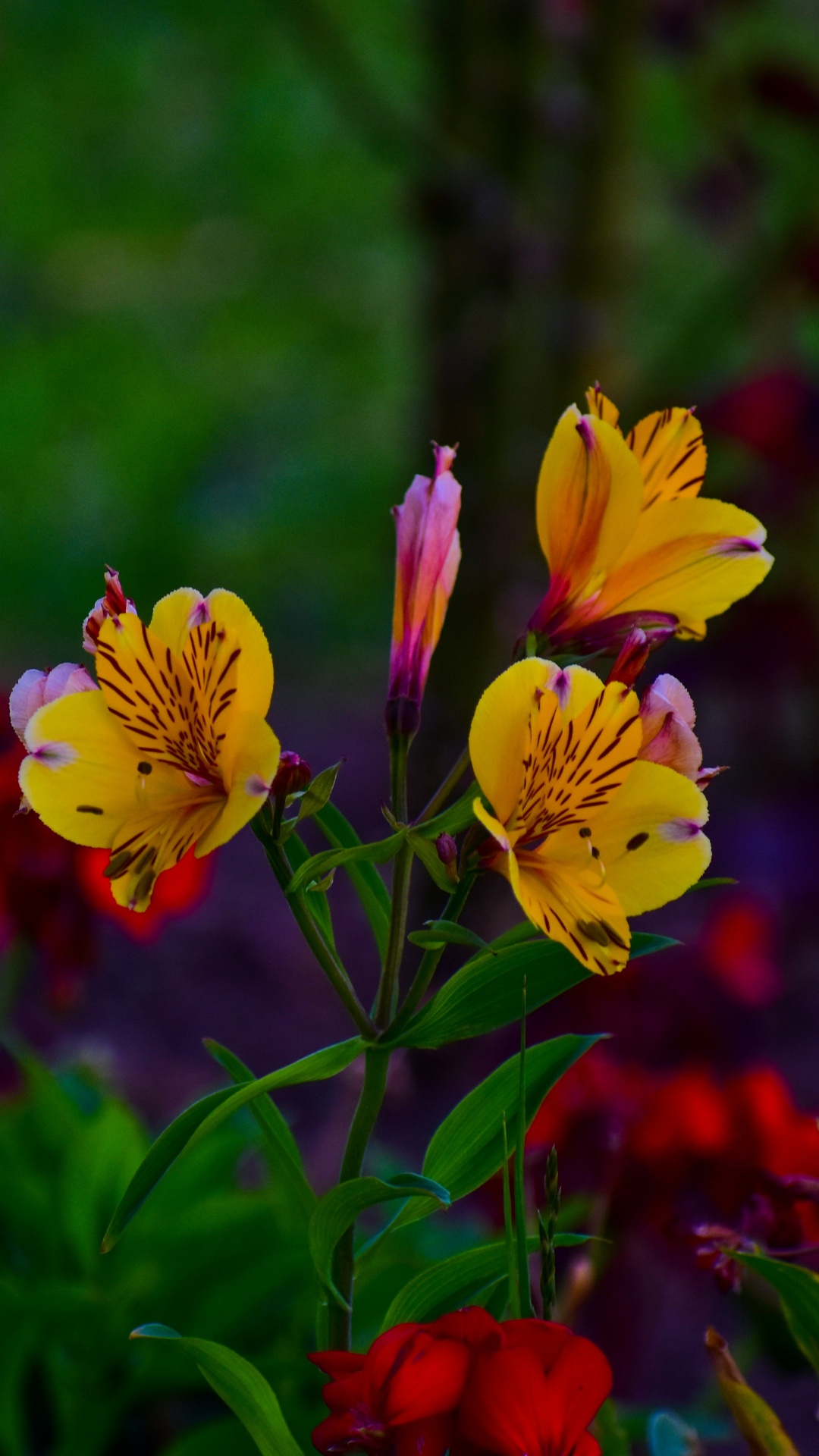 Обои лилии инков, цветковое растение, цветок, зеленый, лепесток в разрешении 1080x1920